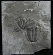 Elrathia Trilobite Multiple - Wheeler Shale #9187-1